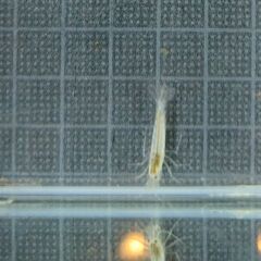 ヤマトヌマエビ スノーホワイト(5匹) 2cmの画像