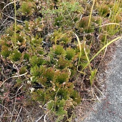 イワヒバ　　2m×30cm四方　まとめて引き取り希望の画像