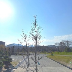 ハナミズキレインボウの画像