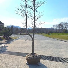 ハナミズキレインボウの画像