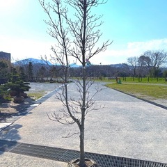 ハナミズキレインボウの画像