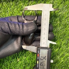 [国産オオクワガタNO:205]YG871系統  75ミリペアー  の画像