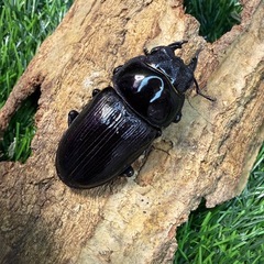 [国産オオクワガタNO:205]YG871系統  75ミリペアー  の画像