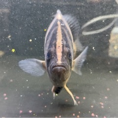 ダトニオプラスワン23cmの画像