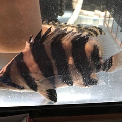 ダトニオ　プラスワンの画像