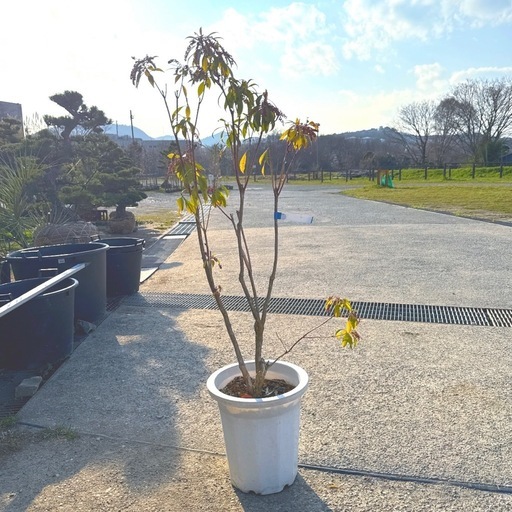 白花アセビ