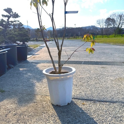白花アセビ