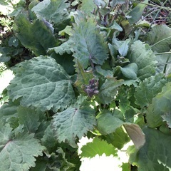 ムラサキハナナ苗の画像