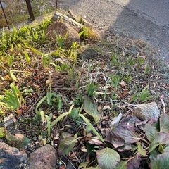 ジャーマンアイリスの画像