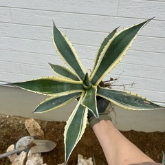 アガベアメリカーナ子株
の画像