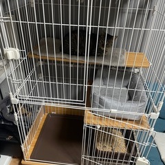 キャット2段ゲージの画像