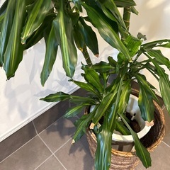 観葉植物　ドラセナ
の画像
