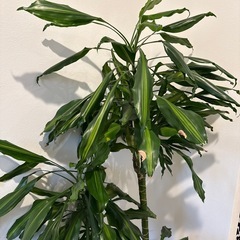 観葉植物　ドラセナ
の画像