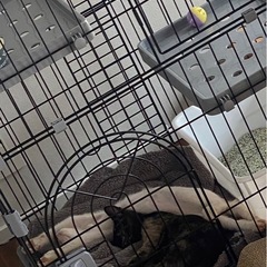 猫ケージ 2段✨コンパクトで使いやすい／美品 定価:約8,000円 の画像