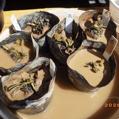 温帯性スイレン（ペリーズWホワイト）の子株の画像