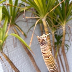 特大ユッカ　エレファンティペス170cmの画像