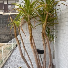特大ユッカ　エレファンティペス170cmの画像