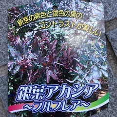銀葉アカシア(ミモザ)プルプレア苗木の画像