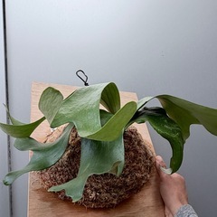 ビカクシダ 'Horne's Surprise' 　の画像