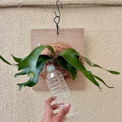 ビカクシダ 'Horne's Surprise' 　の画像