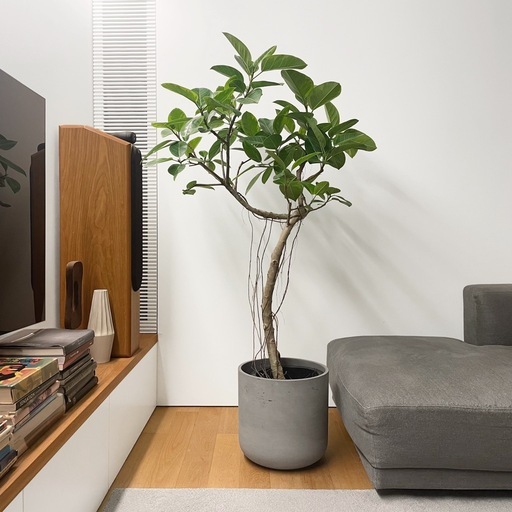 観葉植物 フィカス アルテシマ