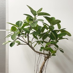 観葉植物 フィカス アルテシマの画像