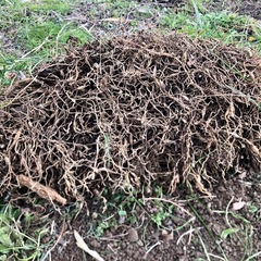 龍の髭(ジャノヒゲ)お庭、ガーデニングの画像