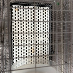 小動物 ゲージの画像