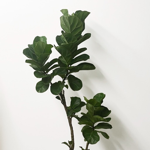 観葉植物 フィカス バンビーノ