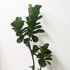 観葉植物 フィカス バンビーノの画像