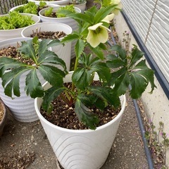 クリスマスローズの画像