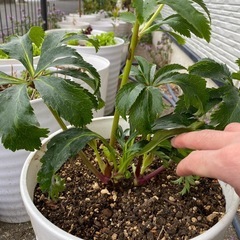 クリスマスローズの画像