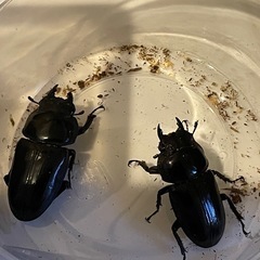 オオクワガタ能勢YG  3頭の画像