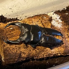 オオクワガタ能勢YG  3頭の画像