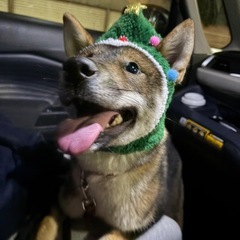 四国犬1歳1ヶ月