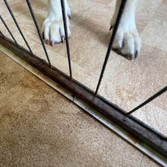 ペット　ゲージ　サークル
の画像