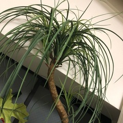 ヤシの木風置物　お譲りしますの画像