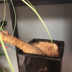 ヤシの木風置物　お譲りしますの画像