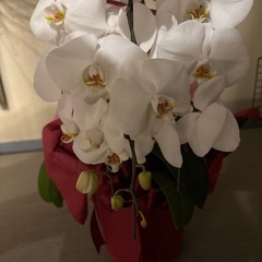 生花　胡蝶蘭の画像