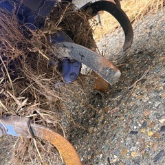 iseki パンジーP5の画像