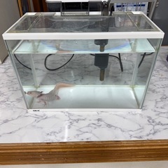 ウーパールーパー
の画像