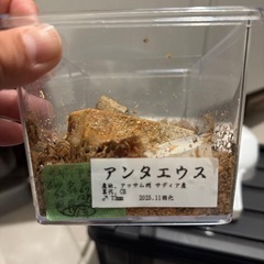 アンタエウス　ペアの画像