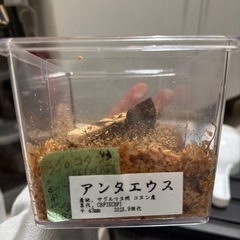 アンタエウス　ペアの画像