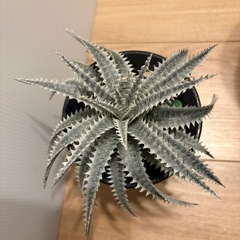 植物　ディッキア　棘棘の画像