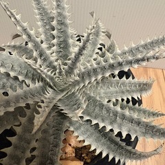 植物　ディッキア　棘棘の画像