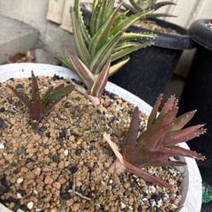 早い者勝ち！アロエ系の植物の画像