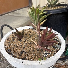 早い者勝ち！アロエ系の植物の画像