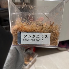 アンタエウス　ペアの画像