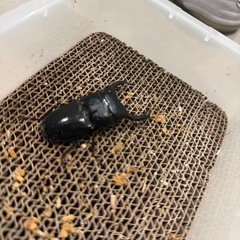 リツセマオオクワガタの画像