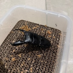 スマトラヒラタクワガタの画像